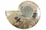 Cut & Polished Ammonite Fossil (Half) - Madagascar #364892-1